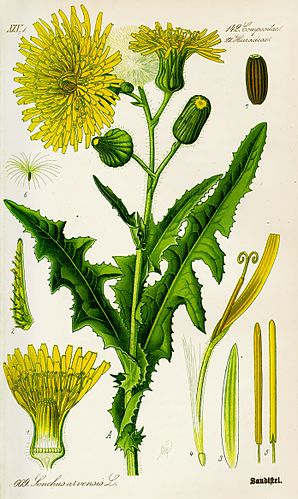 Sonchus arvensis